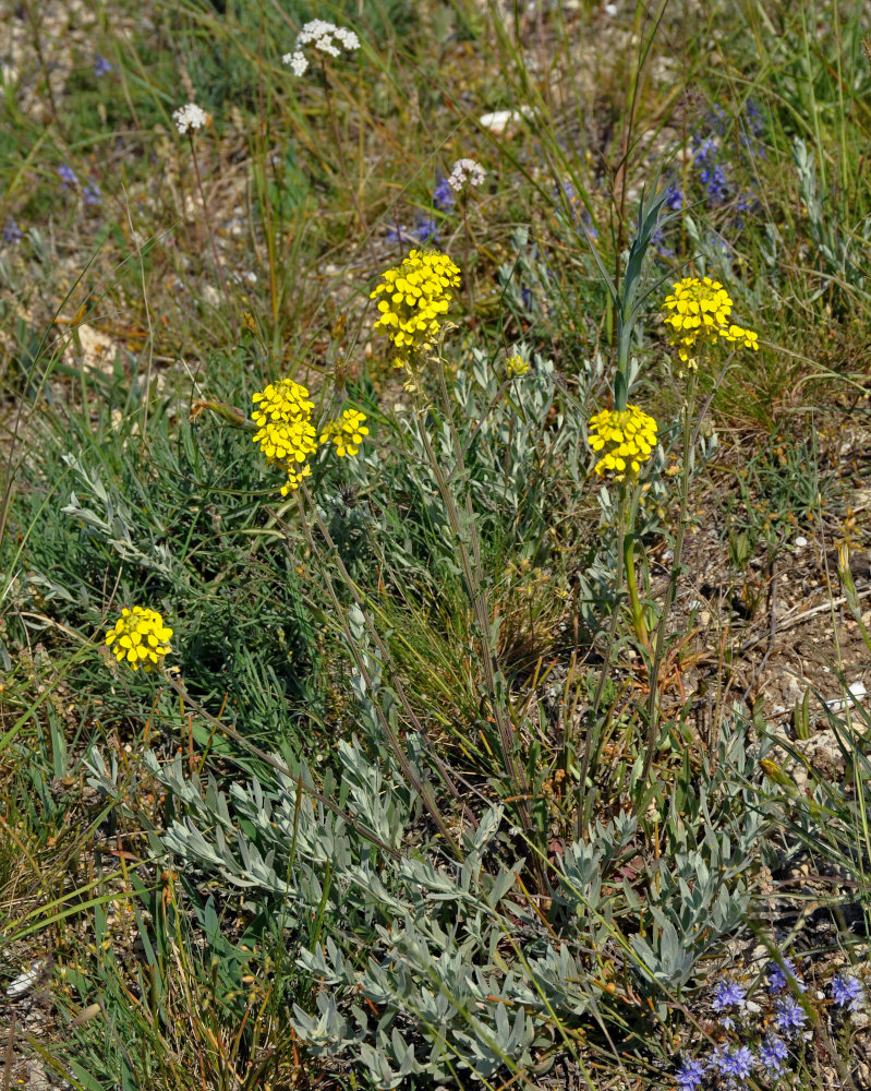 Image of Erysimum cuspidatum specimen.