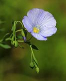 Linum amurense. Верхняя часть растения с цветком и бутонами. Приморский край, Октябрьский р-н, окр. с. Заречное, у подножия горы Сенькина Шапка с северной стороны, поляна в лесу. 27.06.2021.