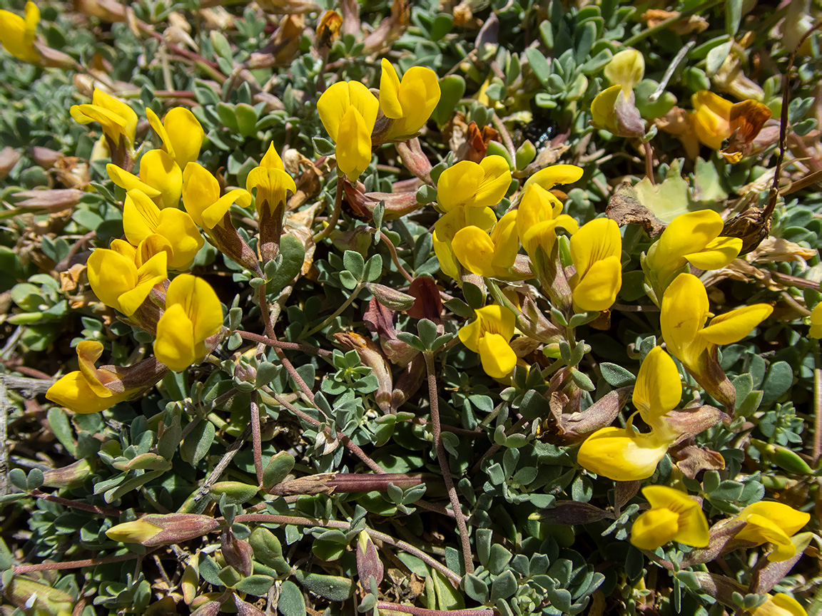 Image of Lotus halophilus specimen.