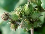 Xanthium strumarium