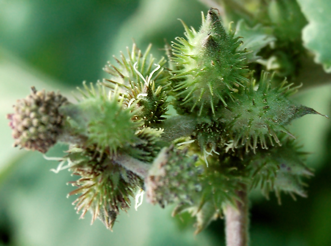 Image of Xanthium strumarium specimen.