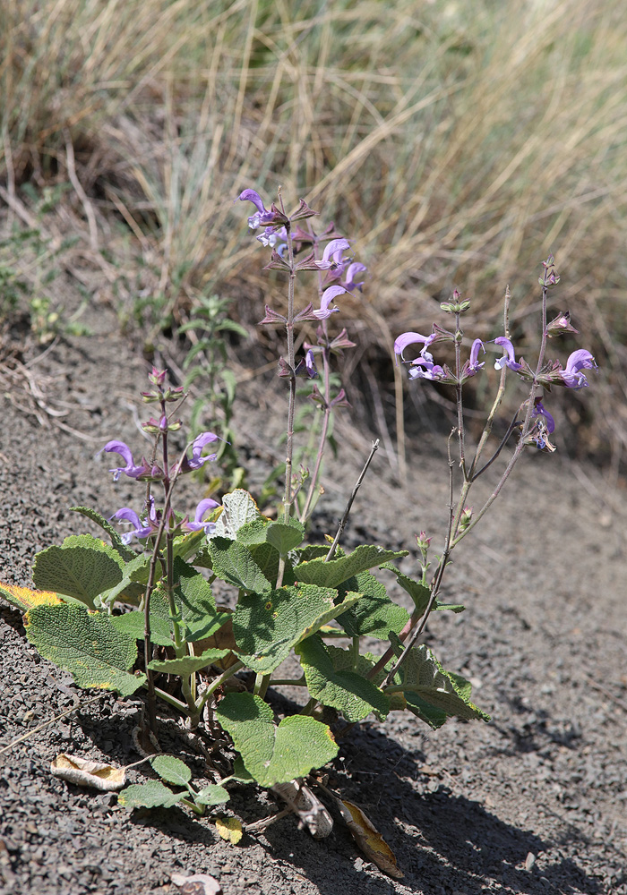 Image of Salvia beckeri specimen.