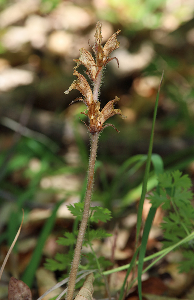 Image of Orobanche crenata specimen.