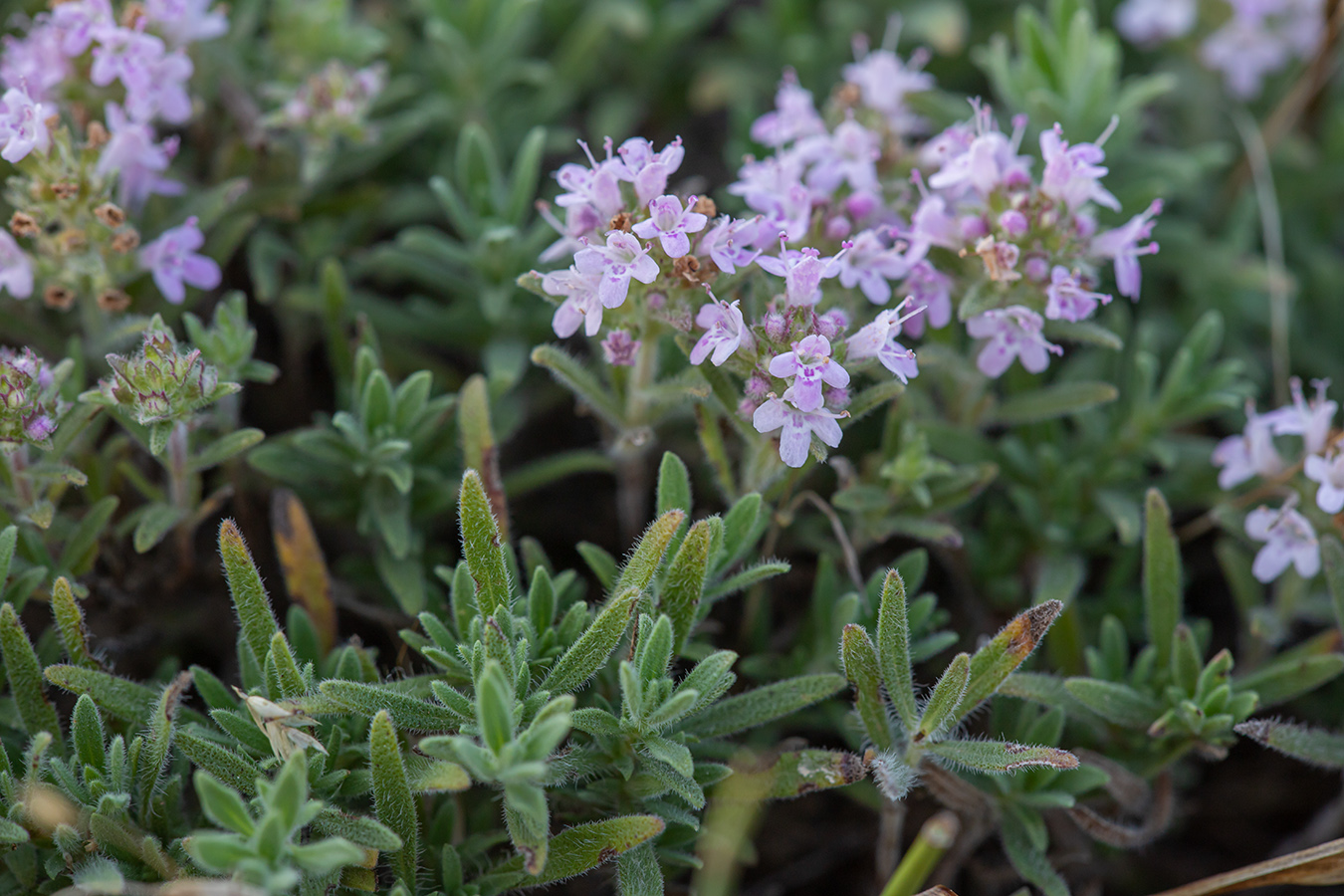 Изображение особи род Thymus.