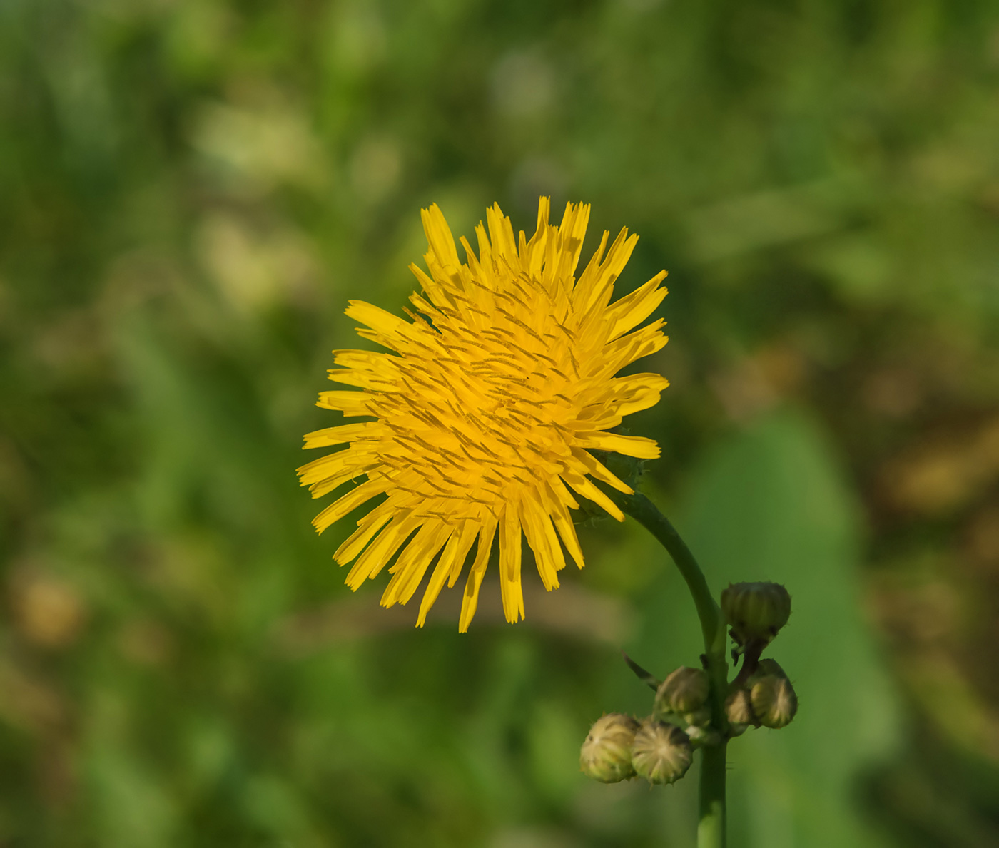 Изображение особи Sonchus arvensis.