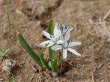 Scilla puschkinioides