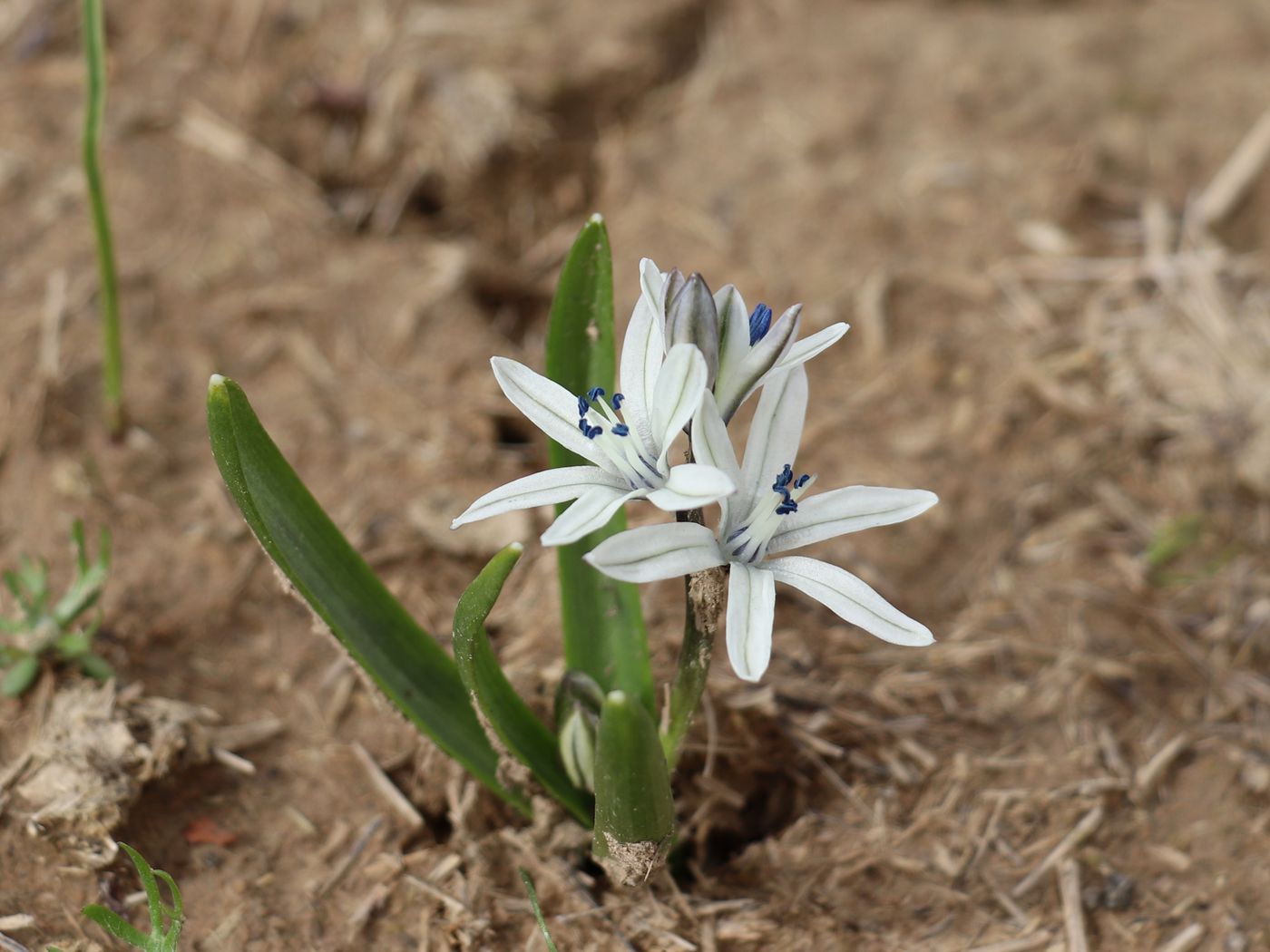 Изображение особи Scilla puschkinioides.