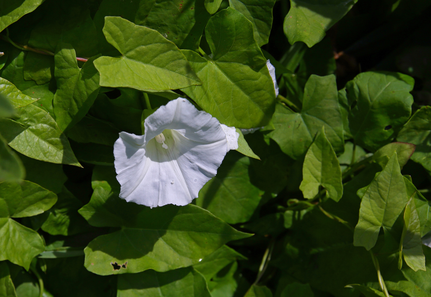 Image of Calystegia sepium specimen.