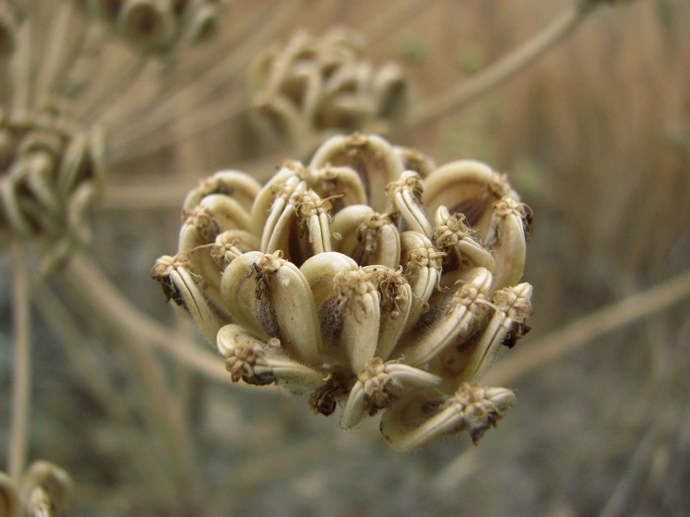 Image of Zosima absinthifolia specimen.