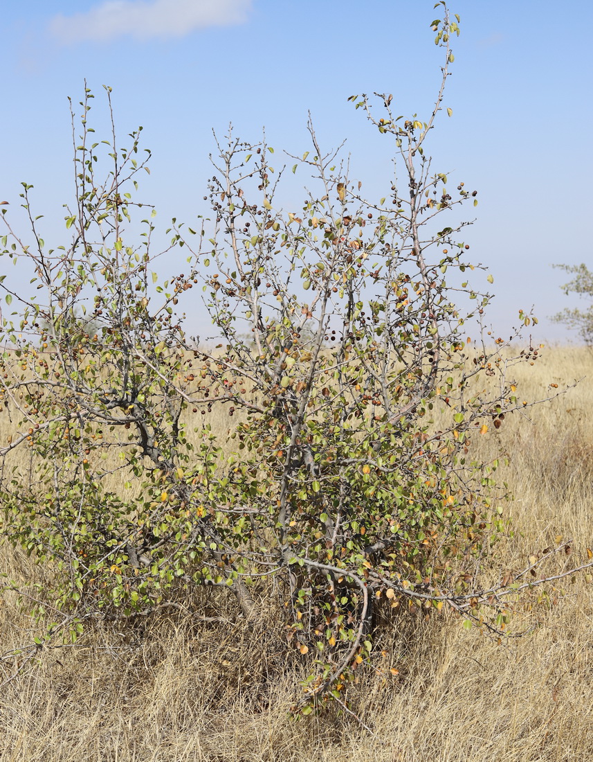 Изображение особи Pyrus boissieriana.