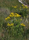 Senecio vernalis