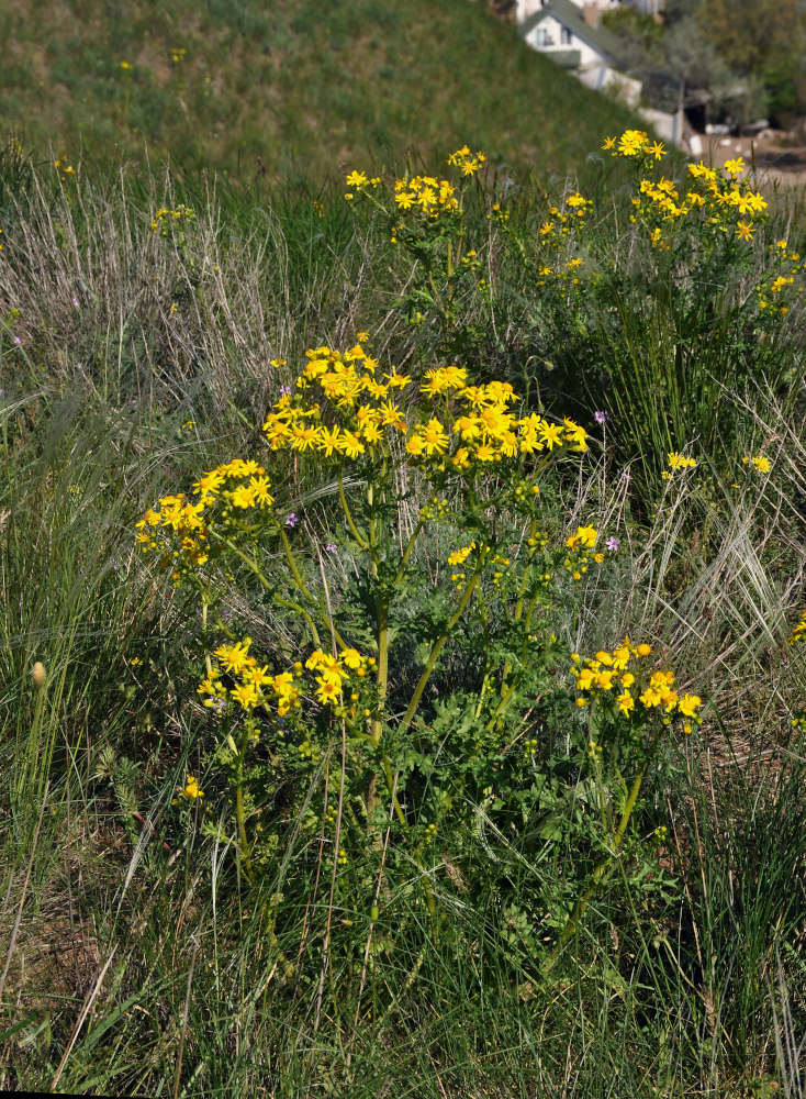 Изображение особи Senecio vernalis.