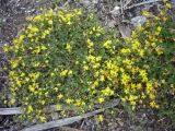 Lotus dvinensis. Цветущие растения на свалке. Архангельск, свалка древесных отходов. 12.07.2009.