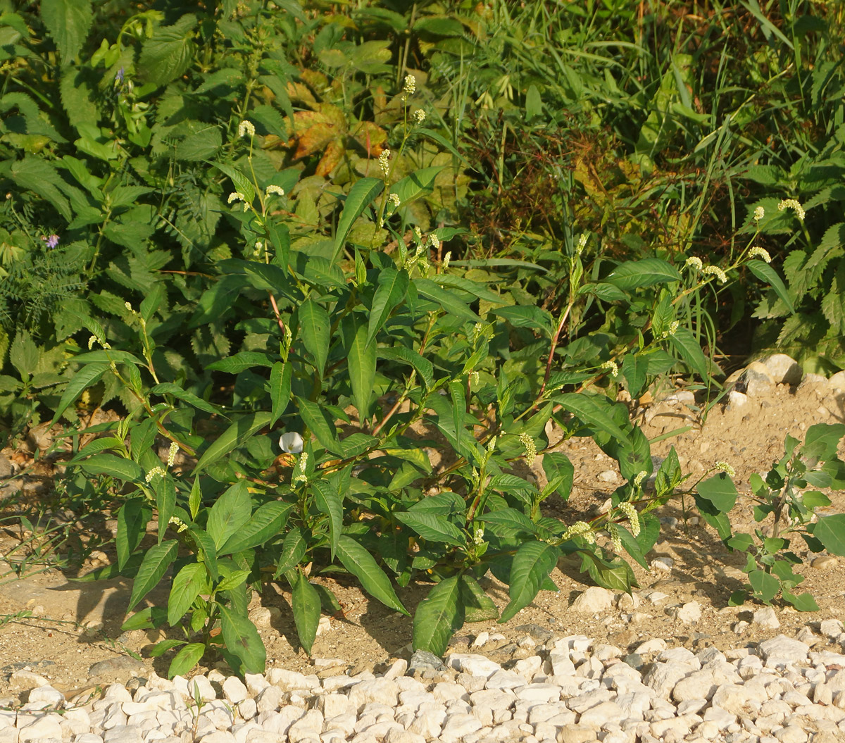 Image of Persicaria lapathifolia specimen.