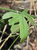 Althaea cannabina