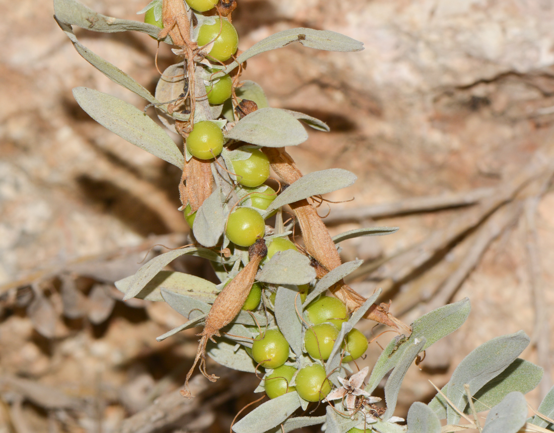 Image of Eremophila glabra specimen.