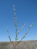 Polygonum acerosum