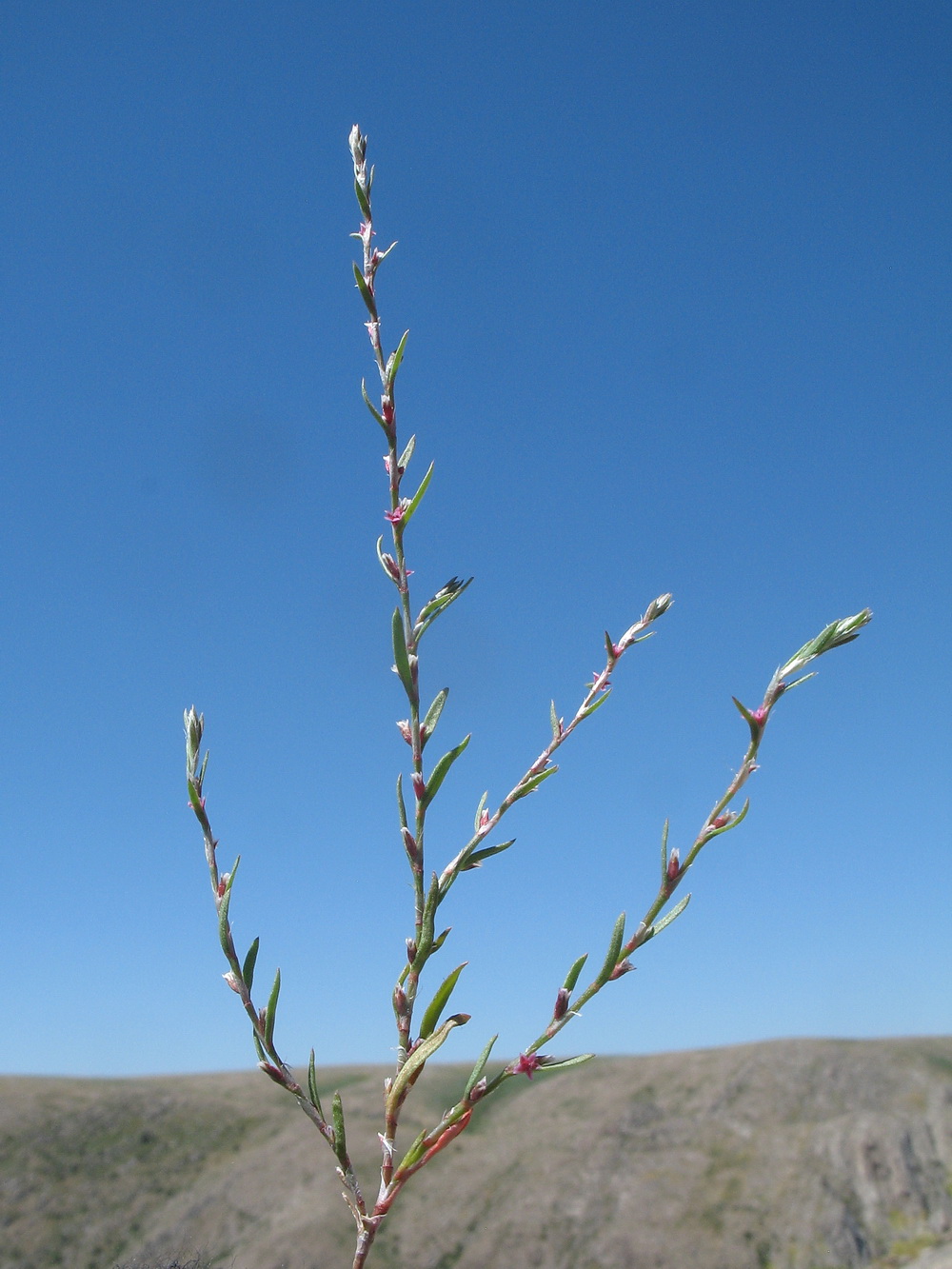 Изображение особи Polygonum acerosum.