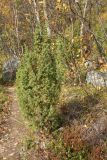 Juniperus niemannii. Вегетирующее растение. Мурманская обл., окр. г. Заозёрск, высота 314.9, южный склон, берёзовое мелколесье. 21.09.2021.