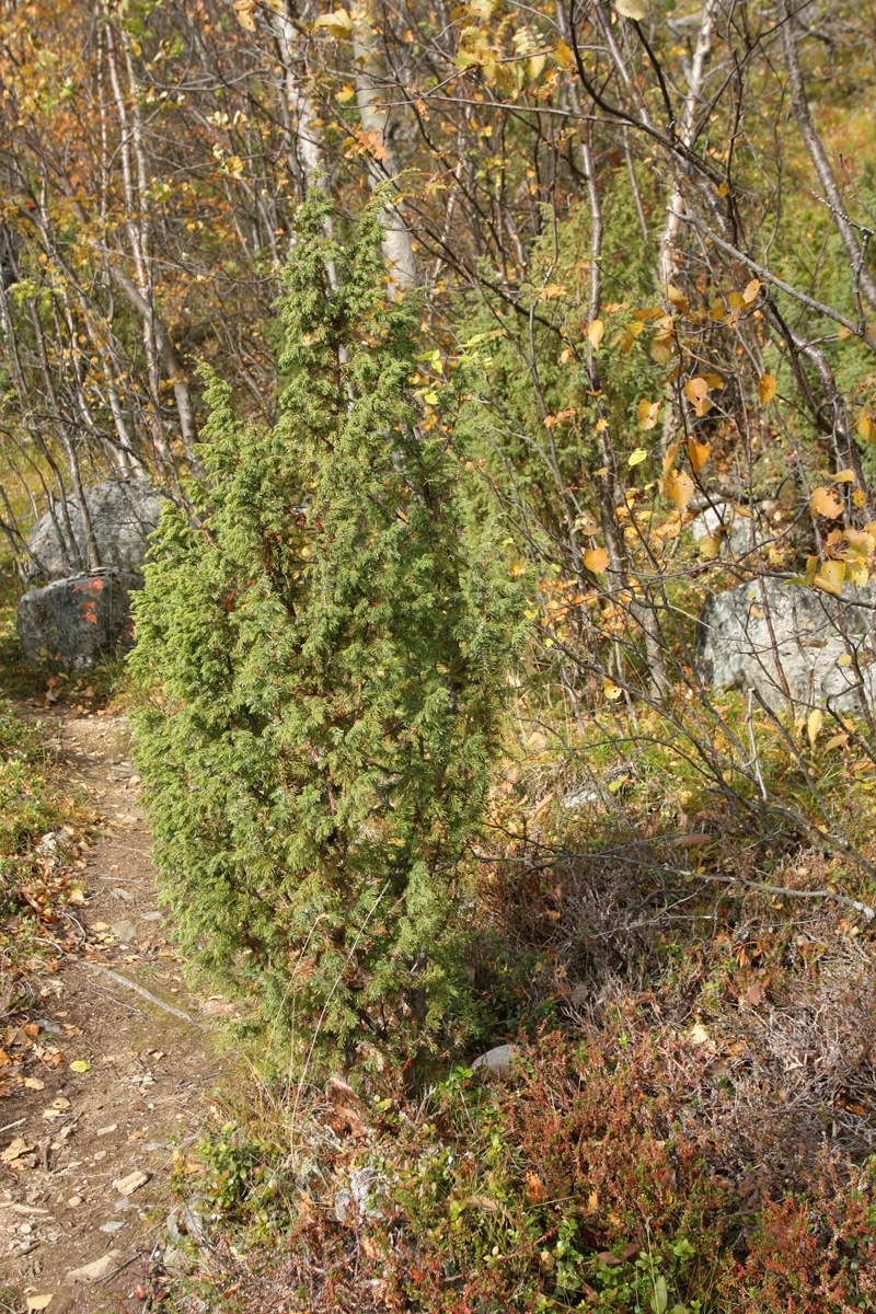 Изображение особи Juniperus niemannii.