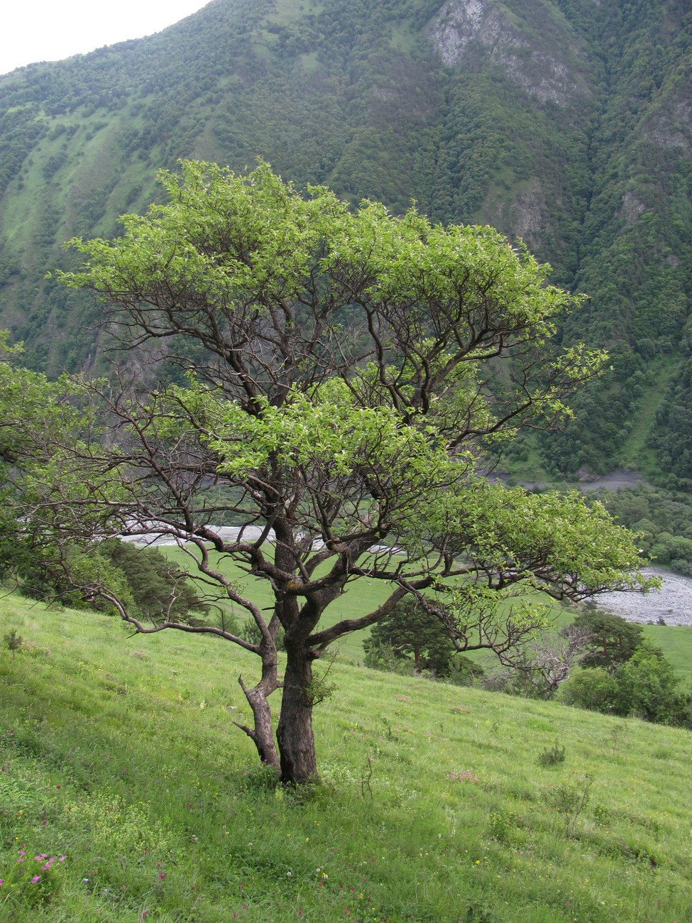 Изображение особи Malus orientalis.