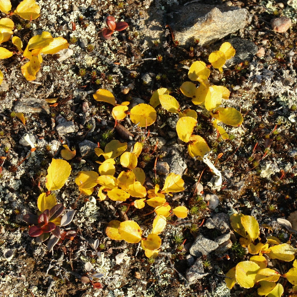 Image of Salix herbacea specimen.