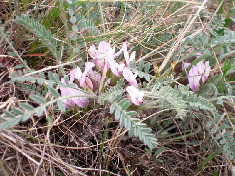 Изображение особи Astragalus testiculatus.