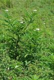 Sambucus ebulus