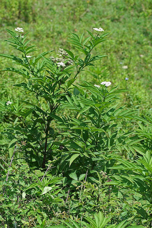 Изображение особи Sambucus ebulus.