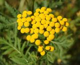 Tanacetum vulgare