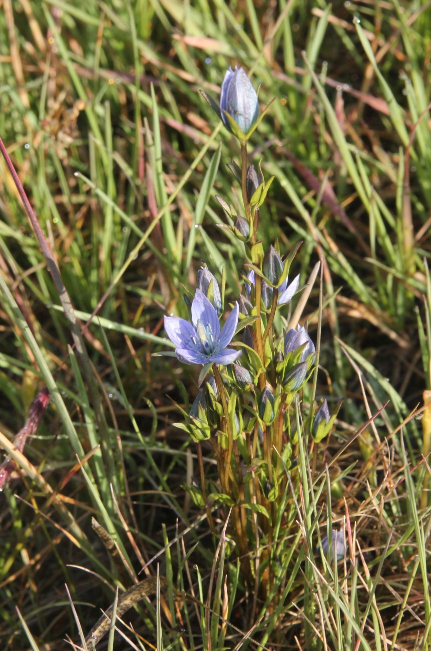 Изображение особи Lomatogonium rotatum.