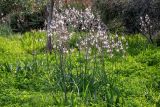 Asphodelus ramosus. Цветущие растения. Израиль, г. Тель-Авив, парк Ариэля Шарона, в поле. 20.02.2022.