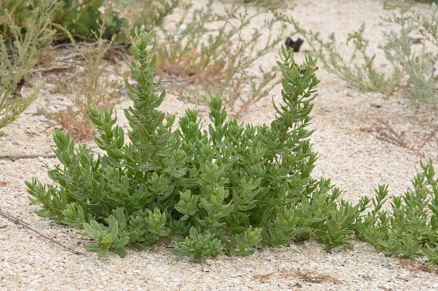 Image of Argusia sibirica specimen.