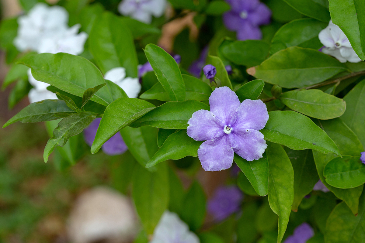 Image of Brunfelsia pauciflora specimen.