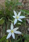 Ornithogalum umbellatum