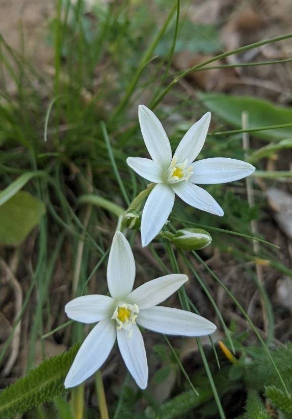 Изображение особи Ornithogalum umbellatum.