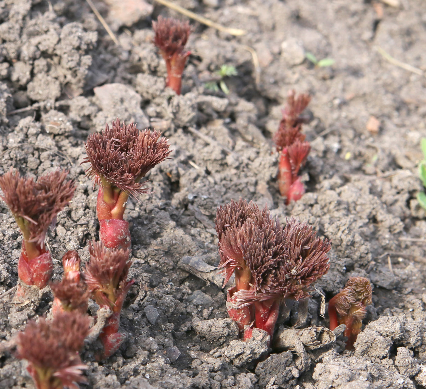 Image of Paeonia tenuifolia specimen.