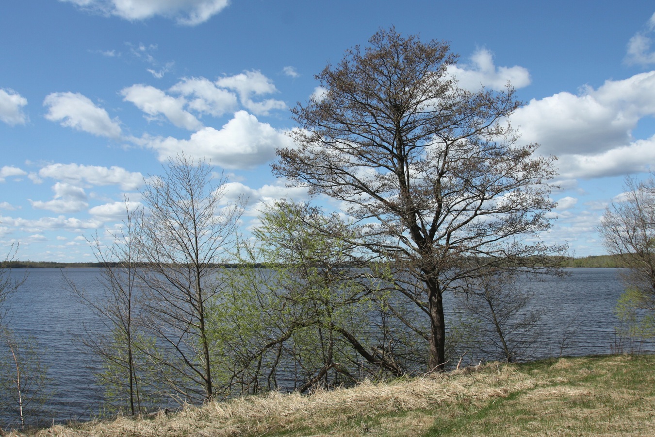 Изображение особи Alnus glutinosa.