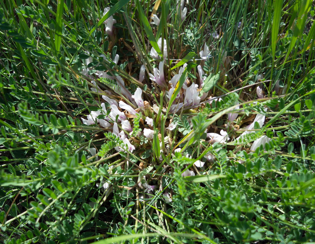 Image of genus Astragalus specimen.