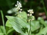 Maianthemum bifolium. Отцветающее соцветие. Марий Эл, Волжский р-н, парк \"Марий Чодра\", берег озера Кичиер, лес. 19.06.2022.