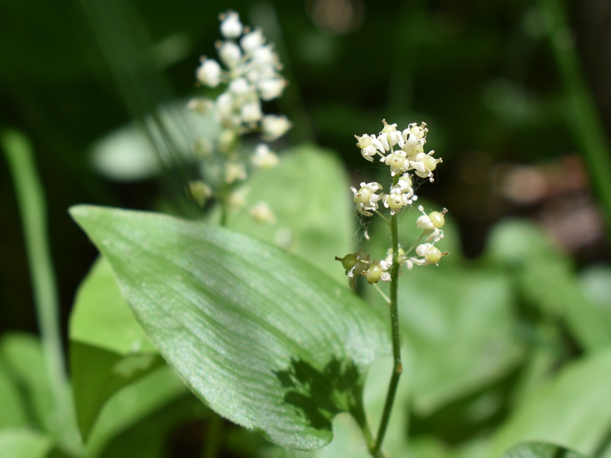 Изображение особи Maianthemum bifolium.