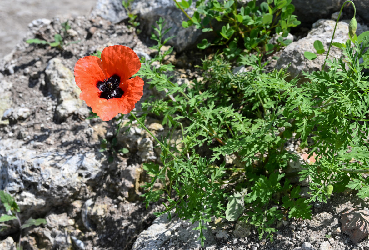 Изображение особи род Papaver.