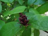 Calycanthus floridus. Цветок и части листьев. Москва, ботанический сад МГУ \"Аптекарский огород\". 16.06.2022.