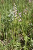 Dactylorhiza iberica. Соцветия. Горный Крым, Главная гряда, ручей Суат, влажная луговина. 15.07.2022.