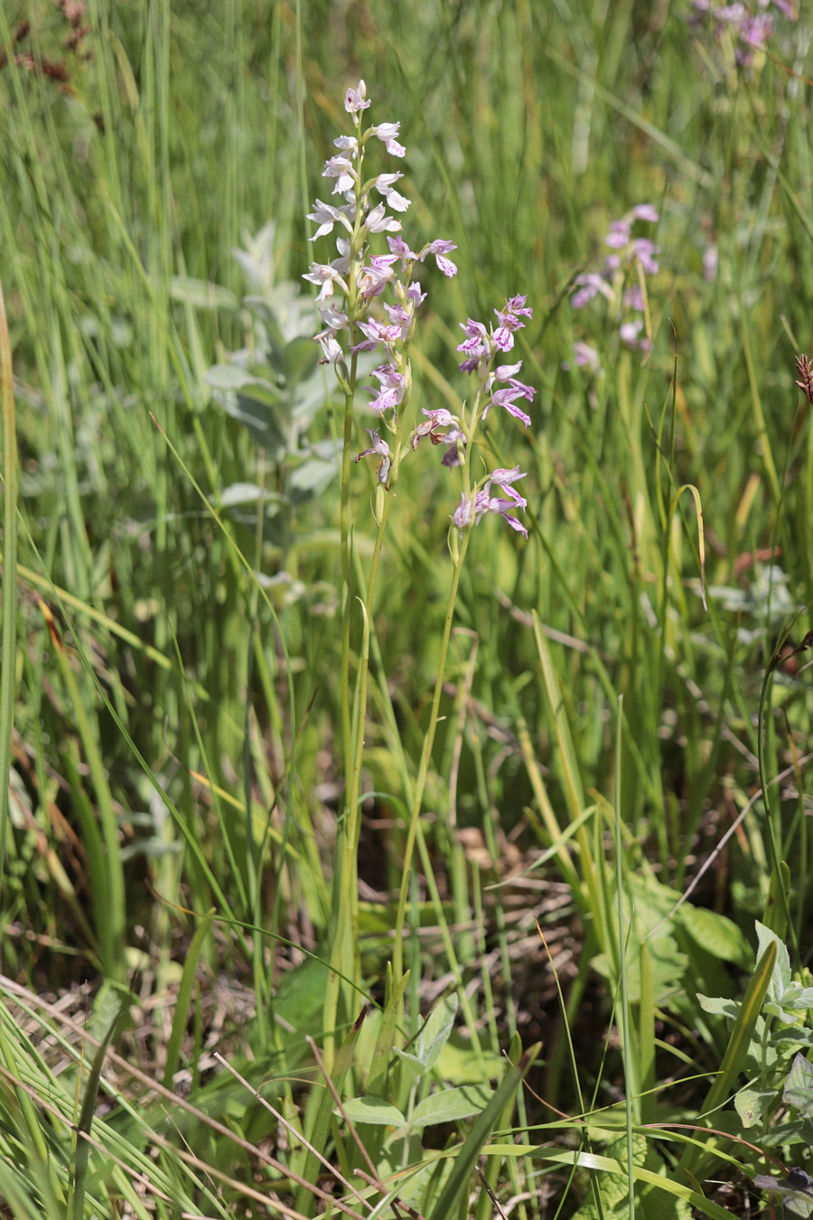 Image of Dactylorhiza iberica specimen.