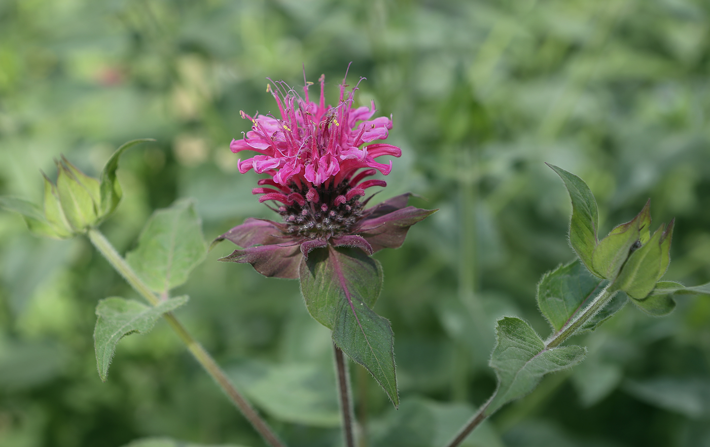 Image of Monarda didyma specimen.