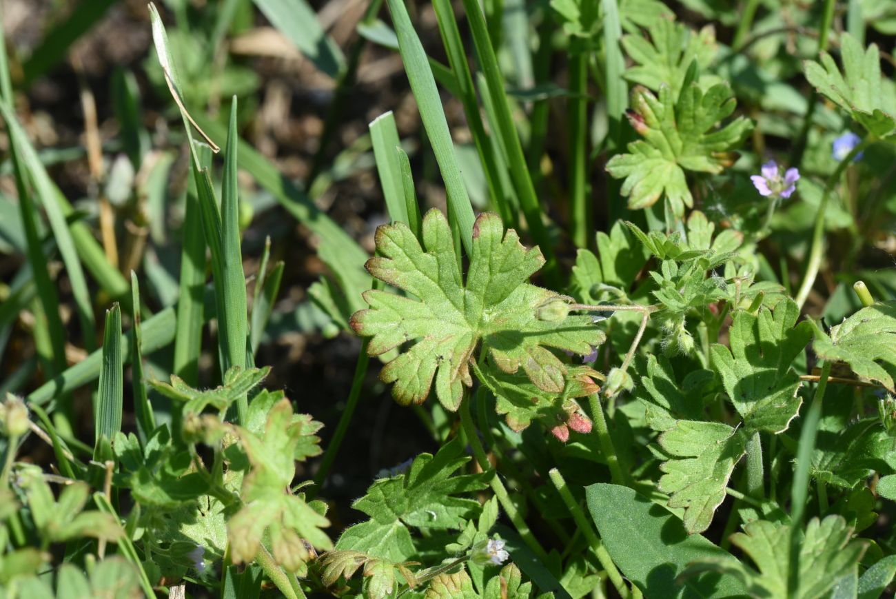 Image of Geranium pusillum specimen.