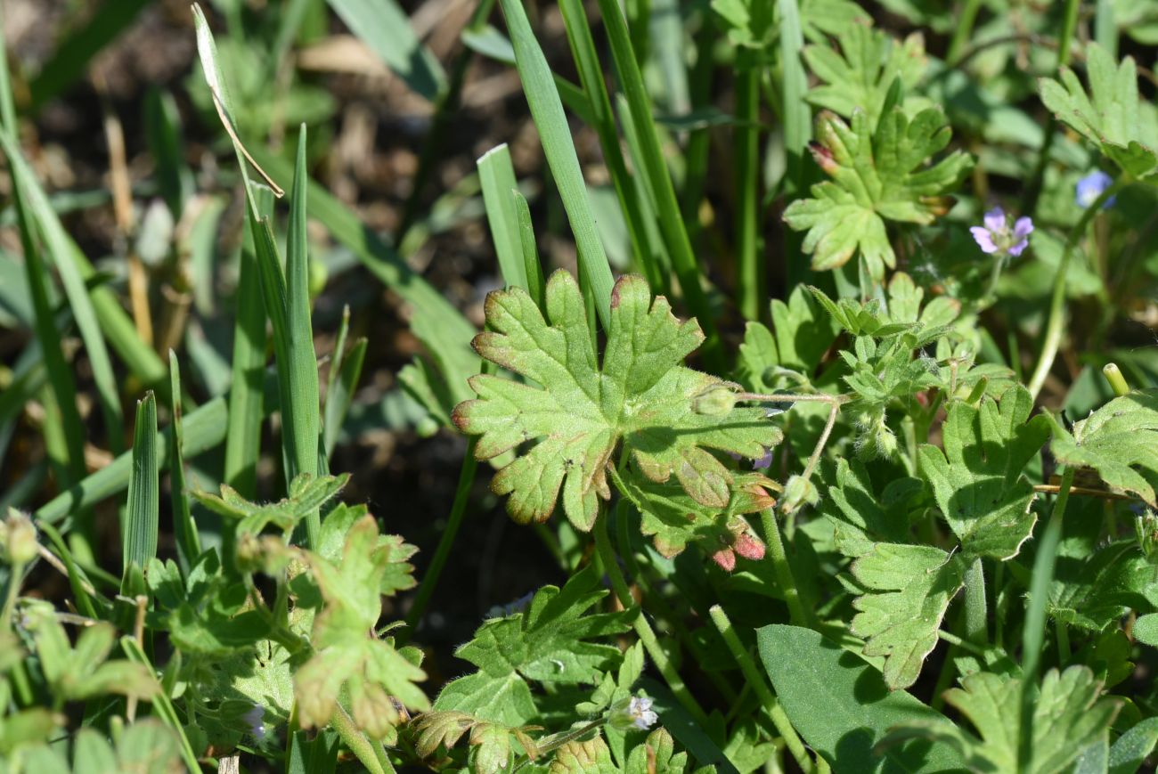 Изображение особи Geranium pusillum.