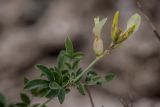 Astragalus albicaulis