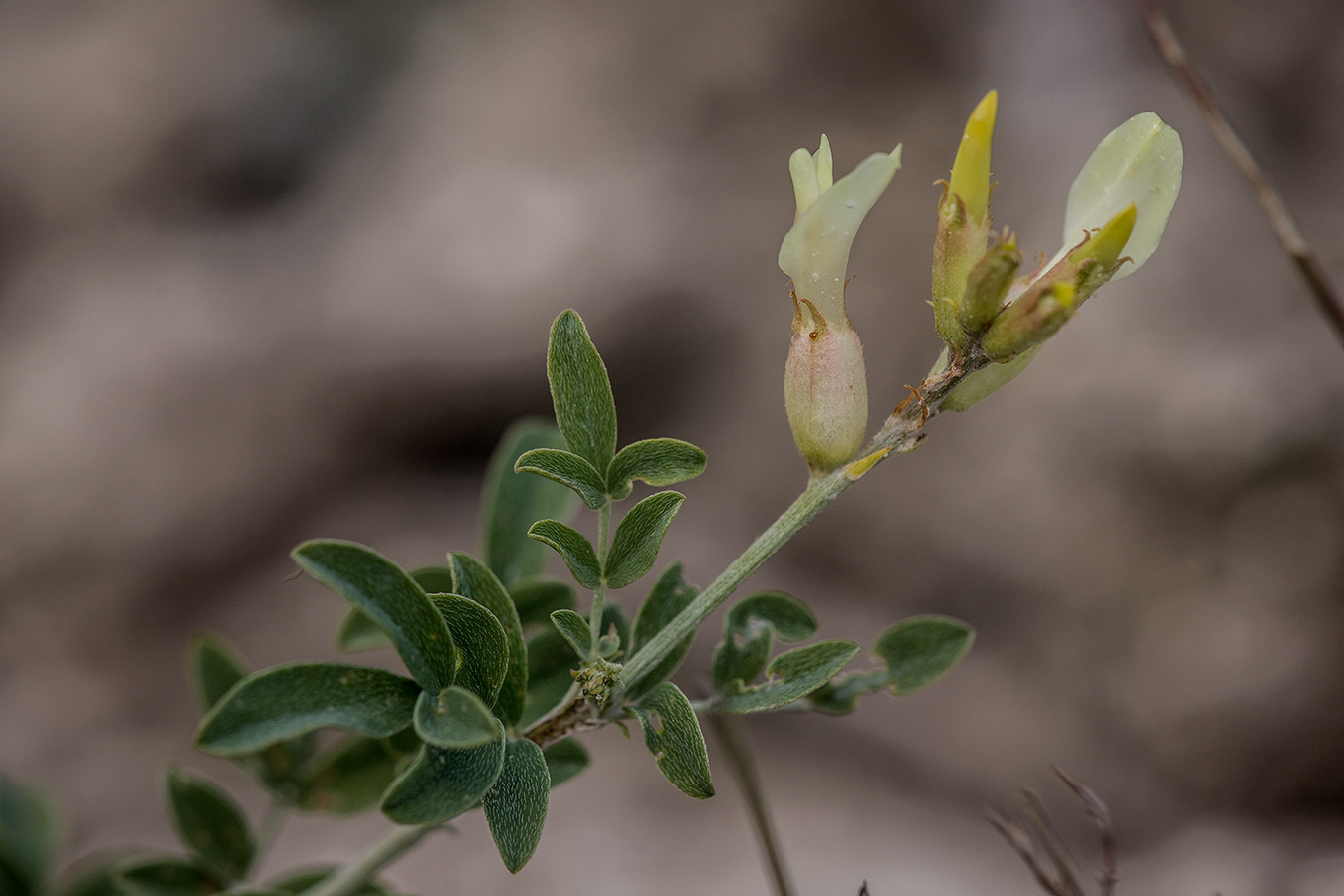 Image of Astragalus albicaulis specimen.